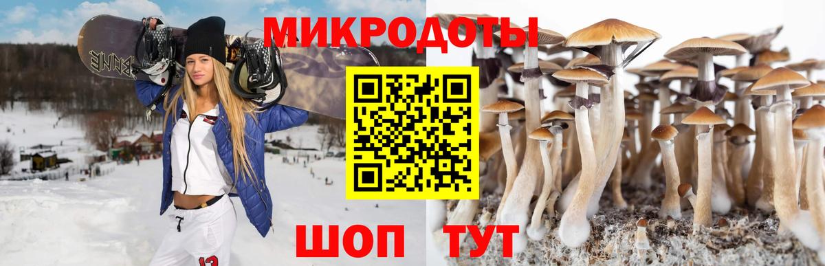 Галлюциногенные грибы Psilocybe Асино